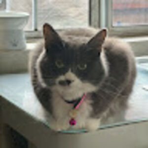 Meet your Posher, Rose